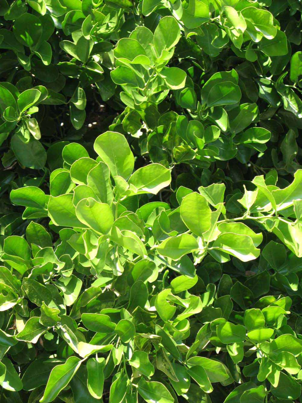              Sun leaves (Winter Haven, FL)       